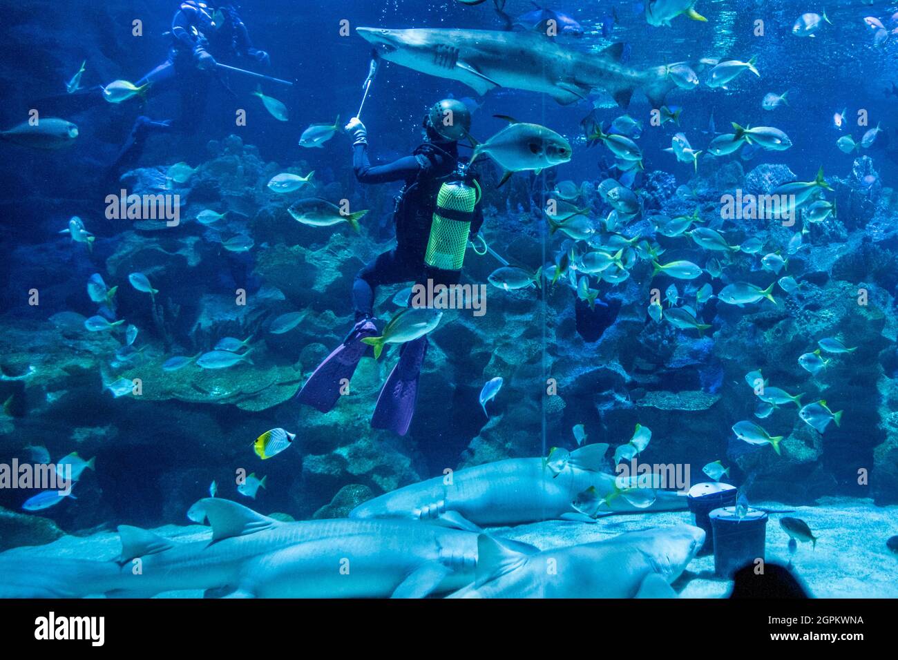 Kuala Lumpur, Malaysia. 29th Sep, 2021. A diver feeds a shark at Aquaria KLCC in Kuala Lumpur, Malaysia, Sept. 29, 2021. Aquaria KLCC will be open for fully vaccinated visitors starting from Oct. 1. Credit: Chong Voon Chung/Xinhua/Alamy Live News Stock Photo