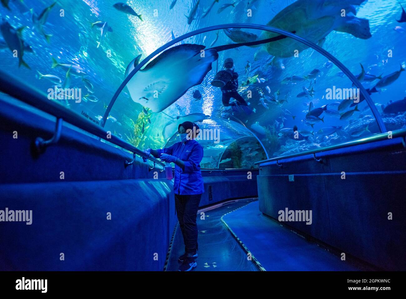 Kuala Lumpur, Malaysia. 29th Sep, 2021. A staff member prepares for the reopening at Aquaria KLCC in Kuala Lumpur, Malaysia, Sept. 29, 2021. Aquaria KLCC will be open for fully vaccinated visitors starting from Oct. 1. Credit: Chong Voon Chung/Xinhua/Alamy Live News Stock Photo