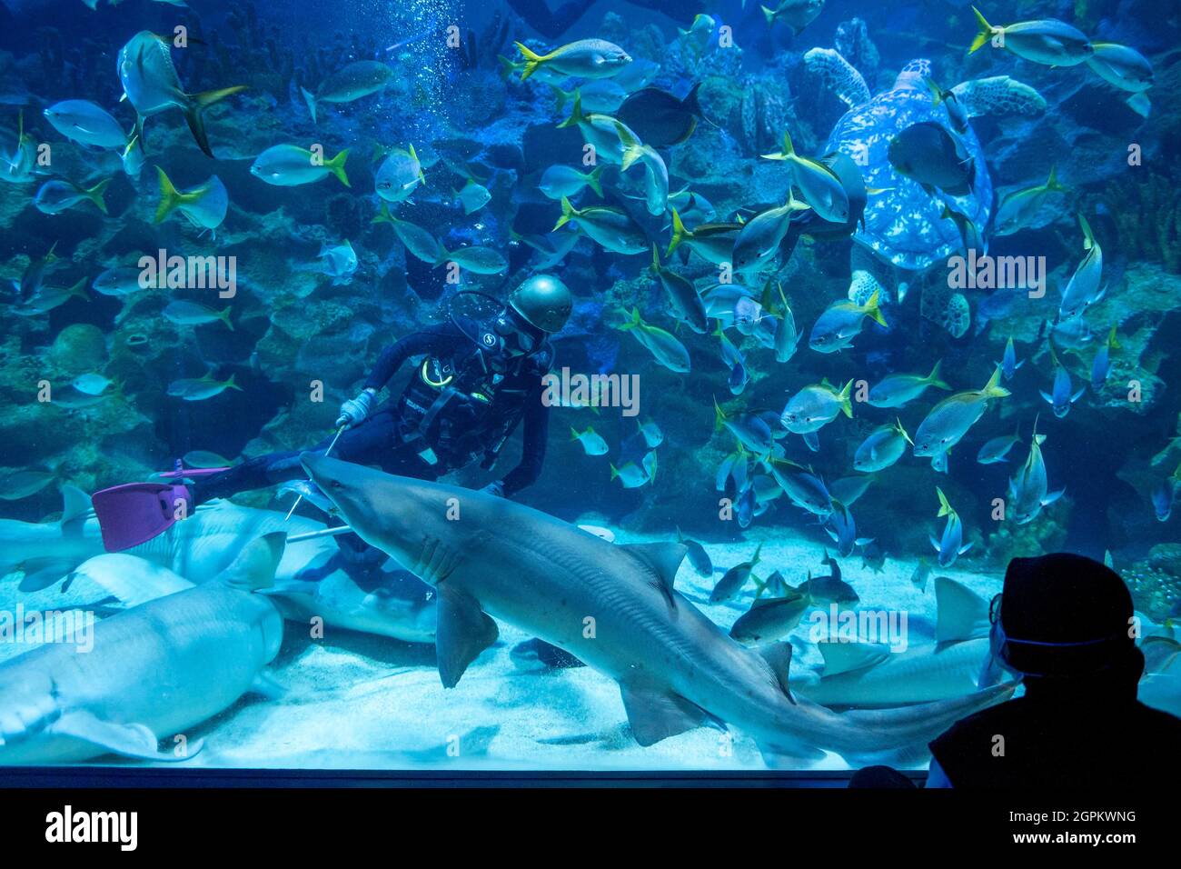Kuala Lumpur, Malaysia. 29th Sep, 2021. A diver feeds a shark at Aquaria KLCC in Kuala Lumpur, Malaysia, Sept. 29, 2021. Aquaria KLCC will be open for fully vaccinated visitors starting from Oct. 1. Credit: Chong Voon Chung/Xinhua/Alamy Live News Stock Photo