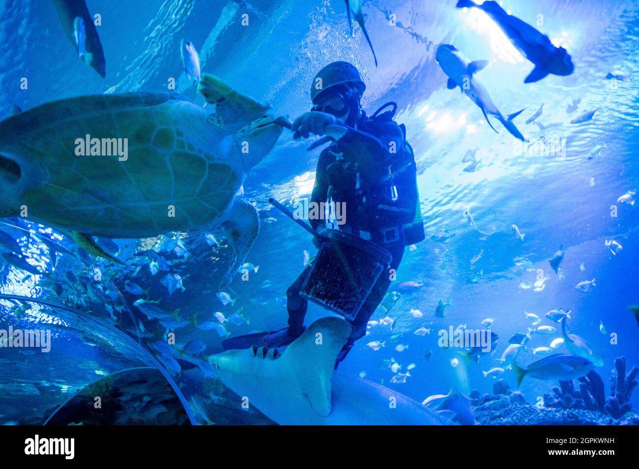 Kuala Lumpur, Malaysia. 29th Sep, 2021. A diver feeds a turtle at Aquaria KLCC in Kuala Lumpur, Malaysia, Sept. 29, 2021. Aquaria KLCC will be open for fully vaccinated visitors starting from Oct. 1. Credit: Chong Voon Chung/Xinhua/Alamy Live News Stock Photo