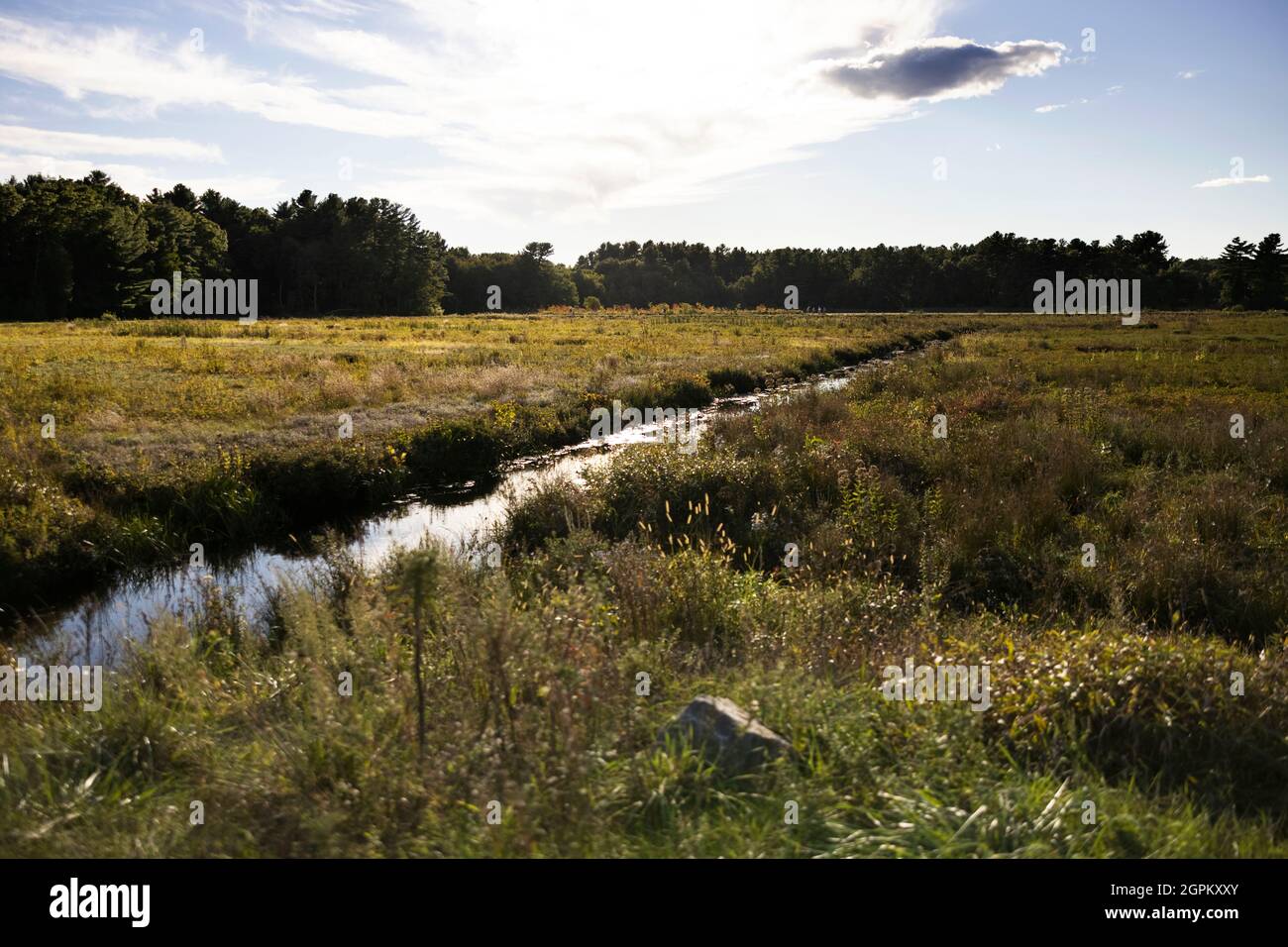 Golden hour at the cranberry bog in Carlisle, Massachusetts, USA Stock