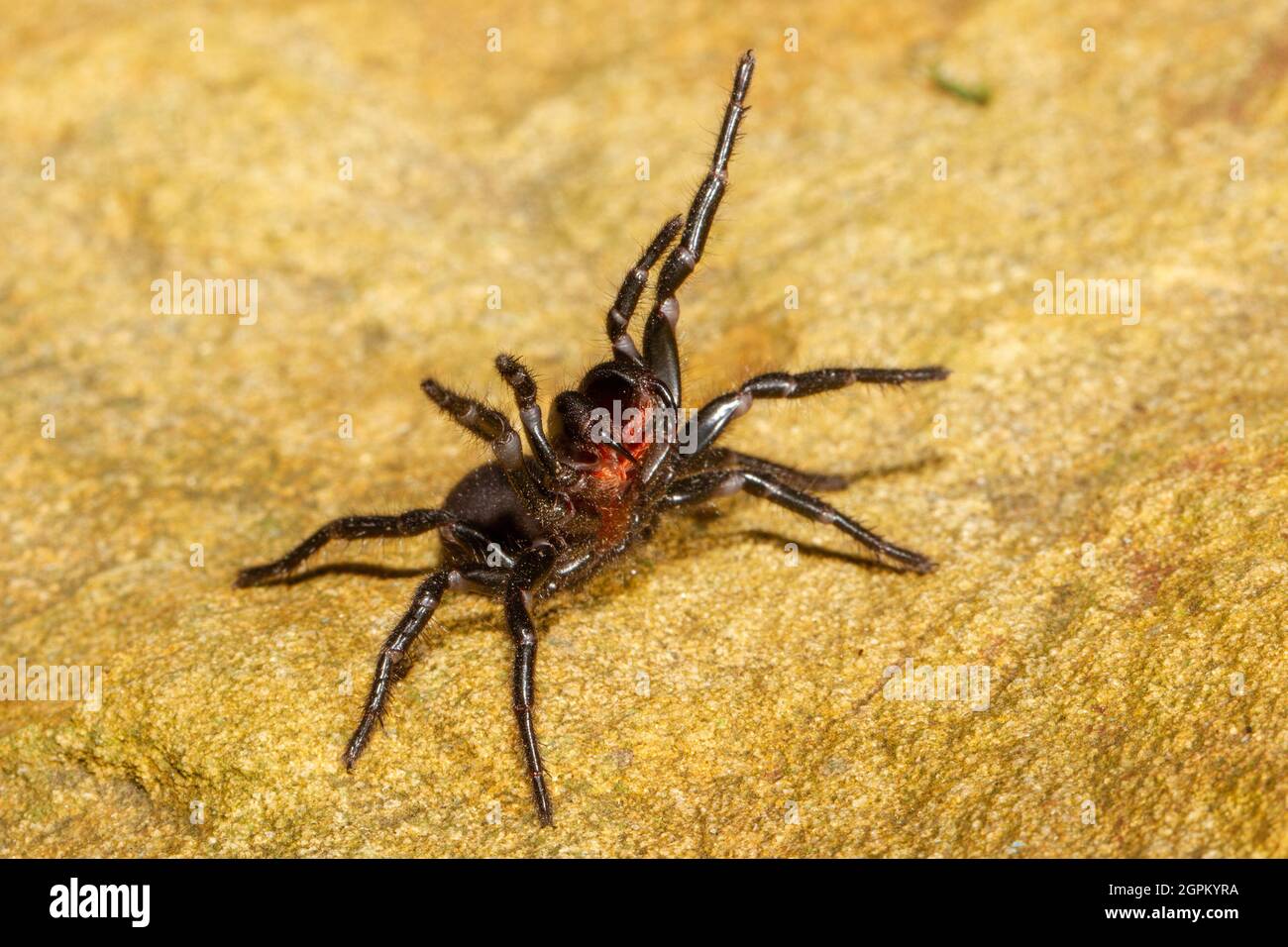 Australian Sydney Funnel Web Spider Stock Photo