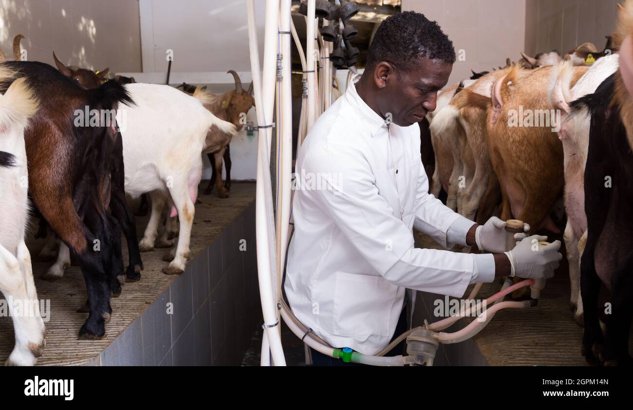 Man milking goats on farm Stock Photo