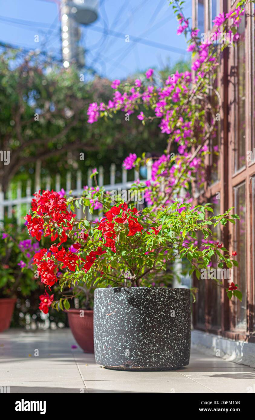 Colourful flowering plants in pots on front garde deck, Cartagena de Indias, Colombia. Stock Photo