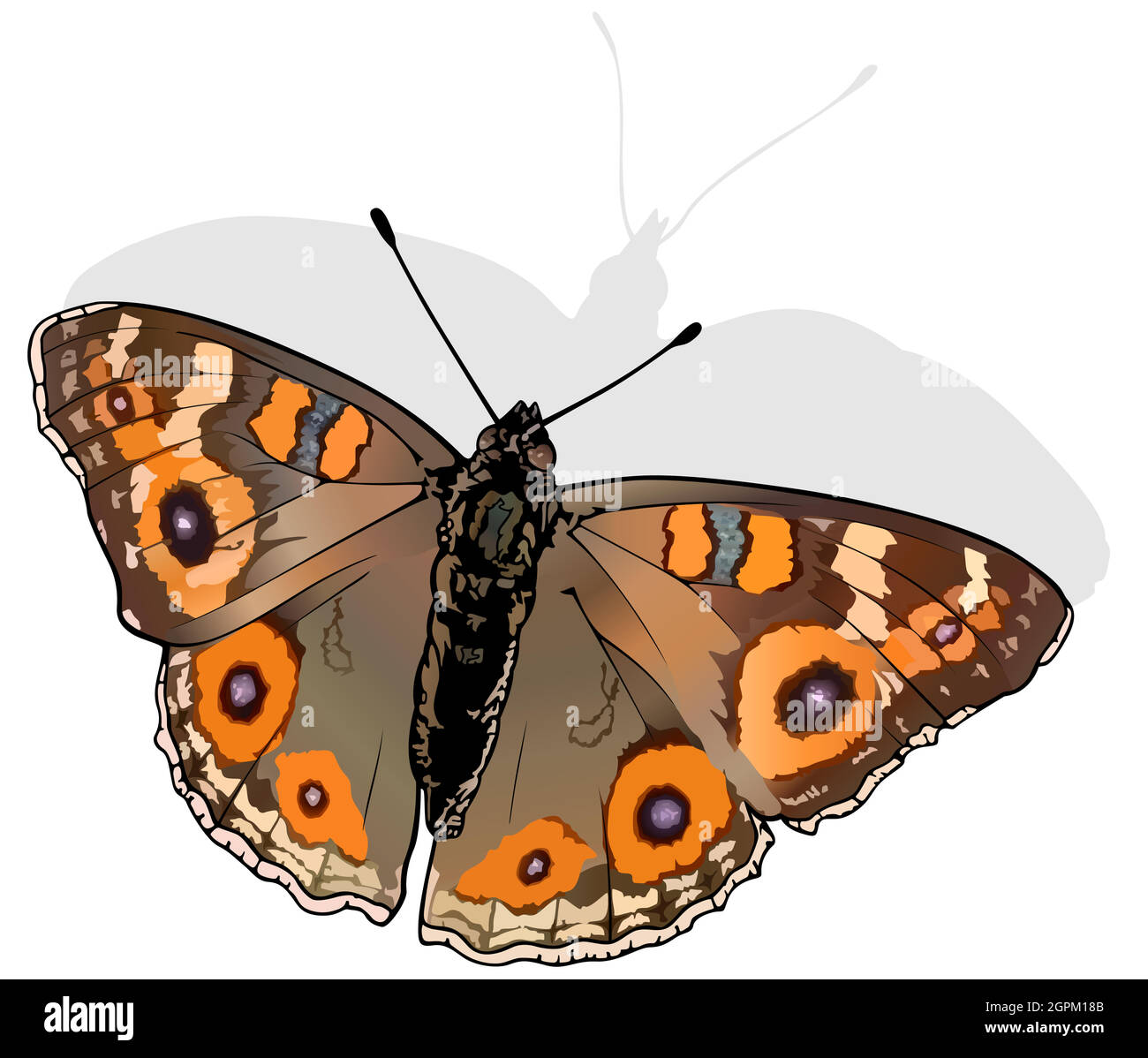 Meadow Argus Butterfly Stock Vector