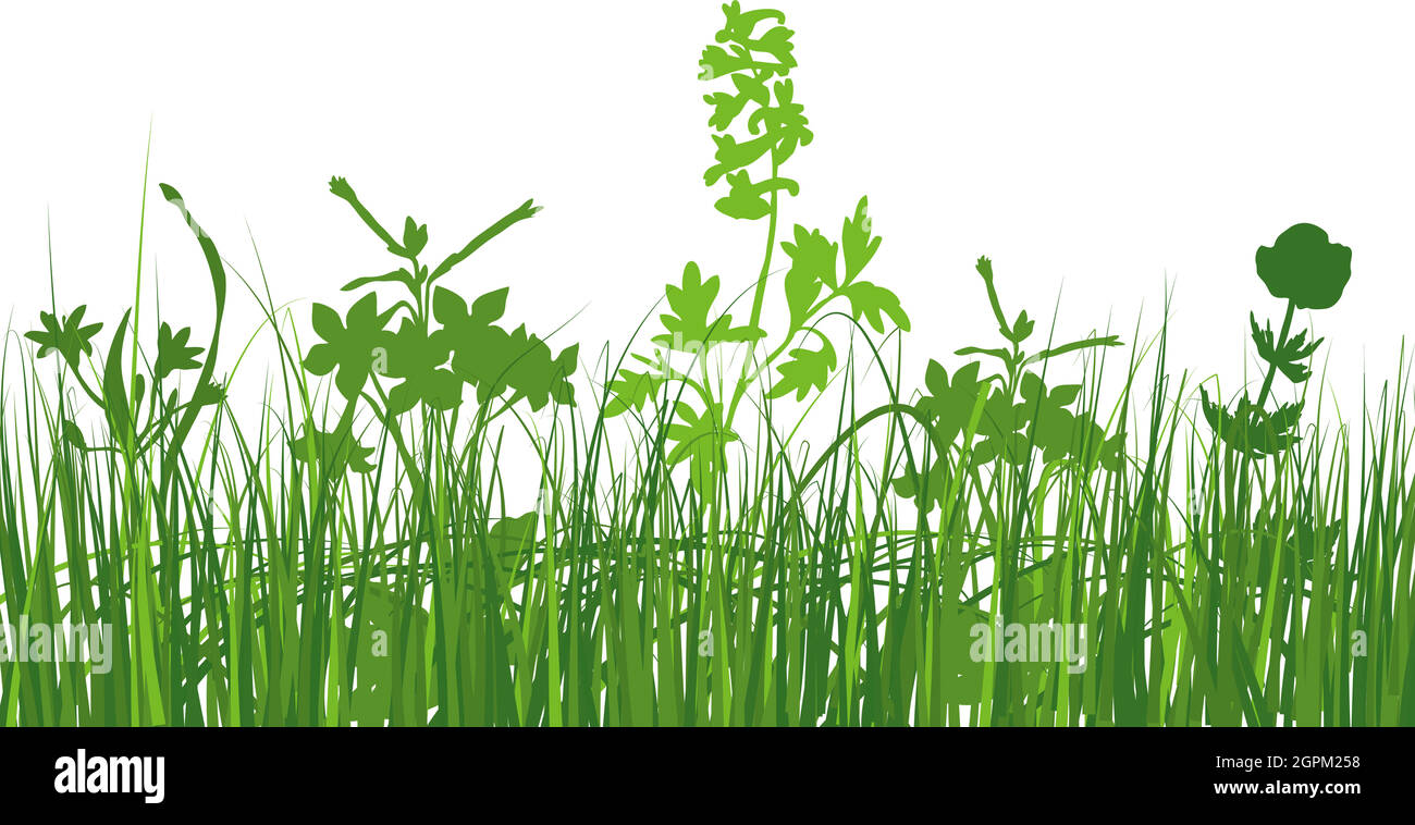 Green Grass Meadow Stock Vector Image & Art - Alamy