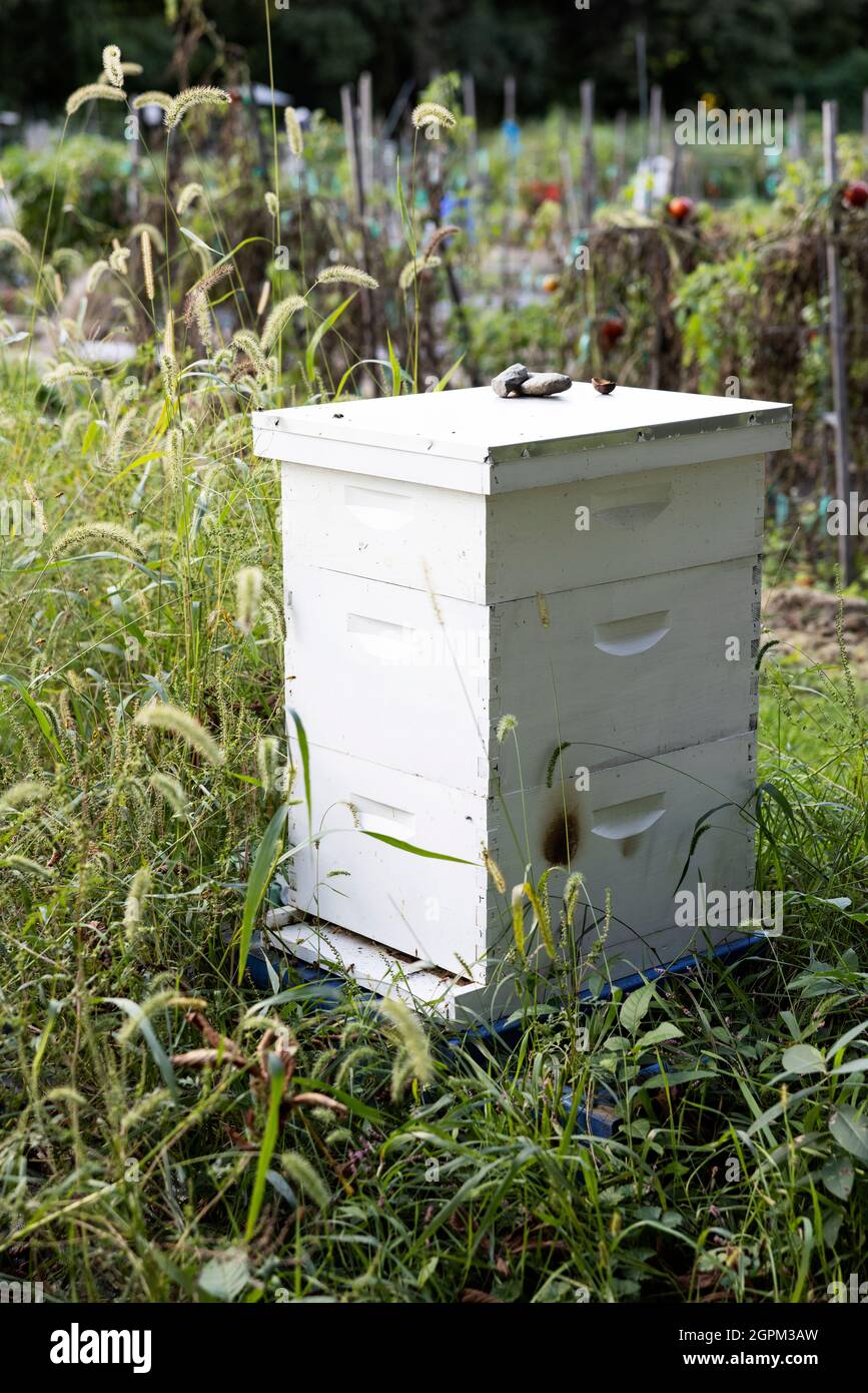 An apiary with bees at the Endicott community garden in Danvers, Massachusetts, USA. Stock Photo