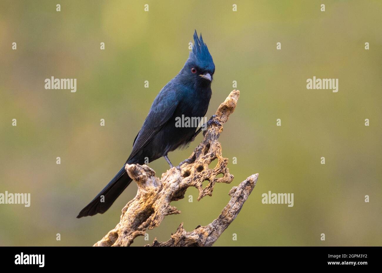 Phainopepla, Marana, near Tucson, Arizona. Stock Photo