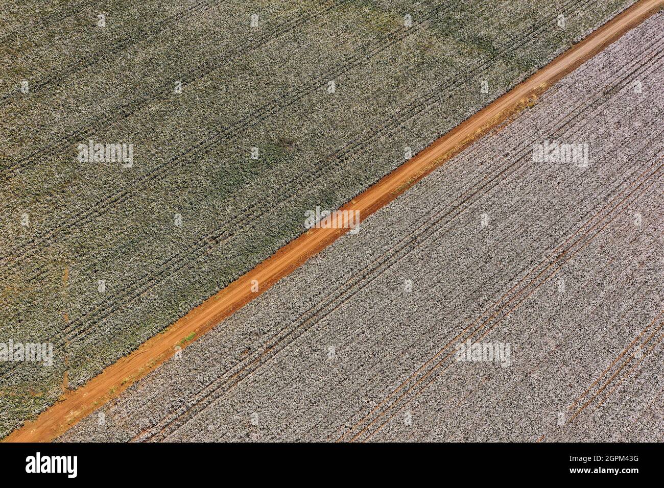 Mature Cotton field ready for picking, Aerial view. Stock Photo