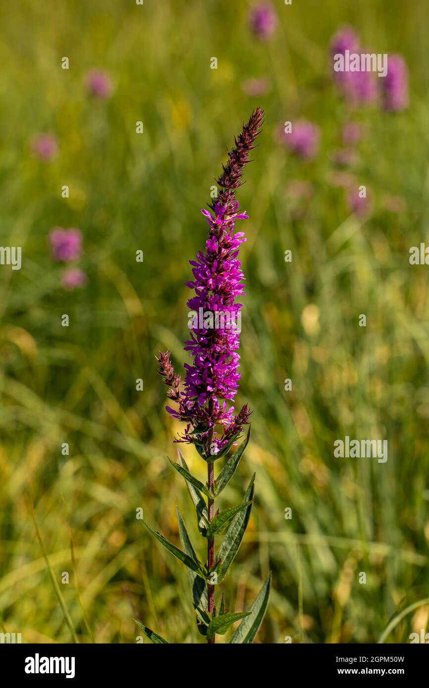 Lythrum salicaria flower in field, close up Stock Photo