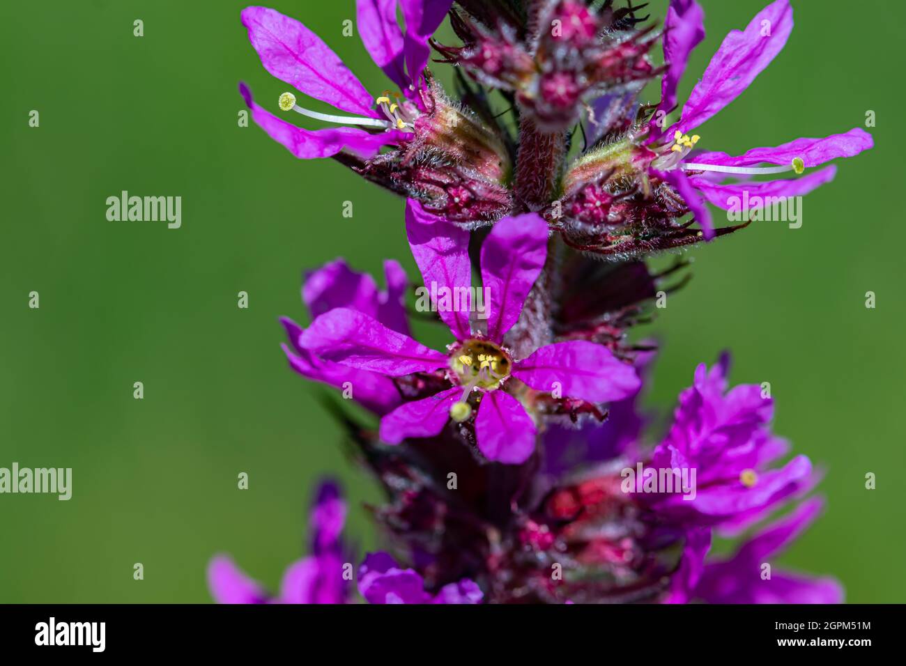 Lythrum salicaria flower growing in field, macro Stock Photo