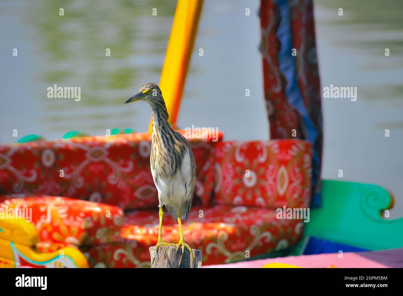 Faiez Ashraf Zargar Stock Photo