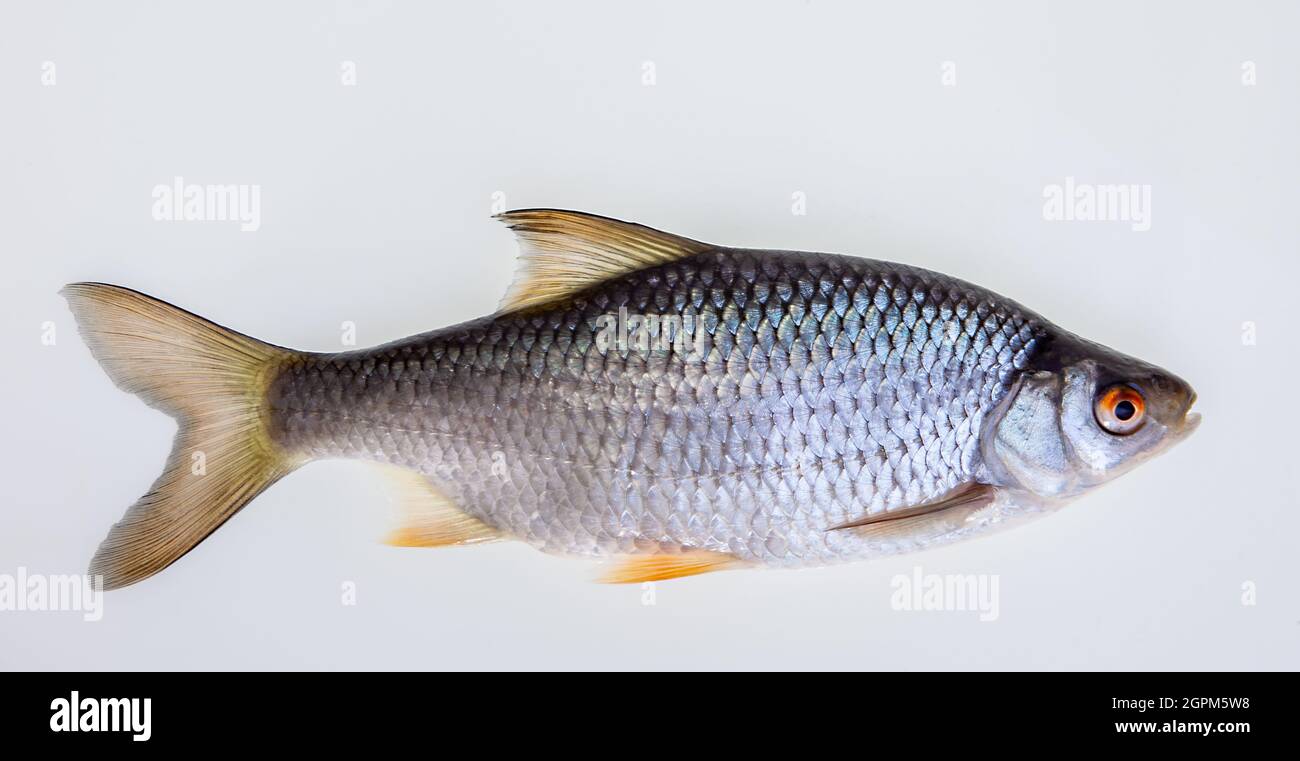 Carp-like freshwater fish Cyprinide ......... optional Stock Photo