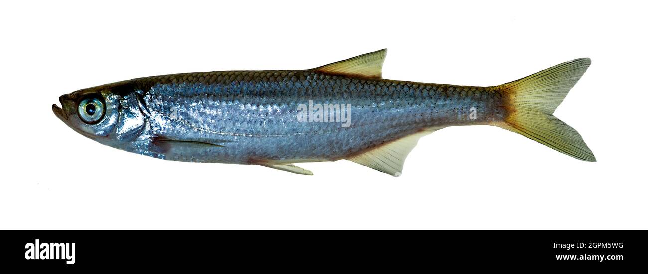 Carp-like freshwater fish Cyprinide ......... optional Stock Photo