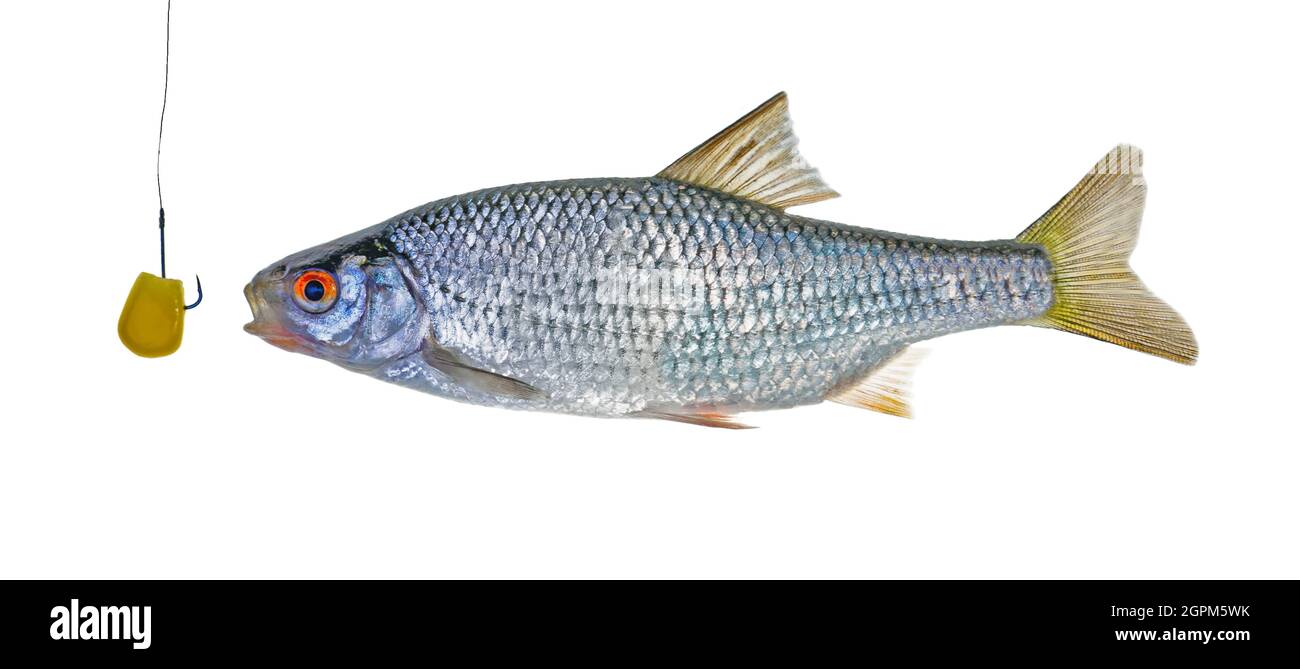 Corn on the hook, fishing bait. close-up. Boiled corn on carp