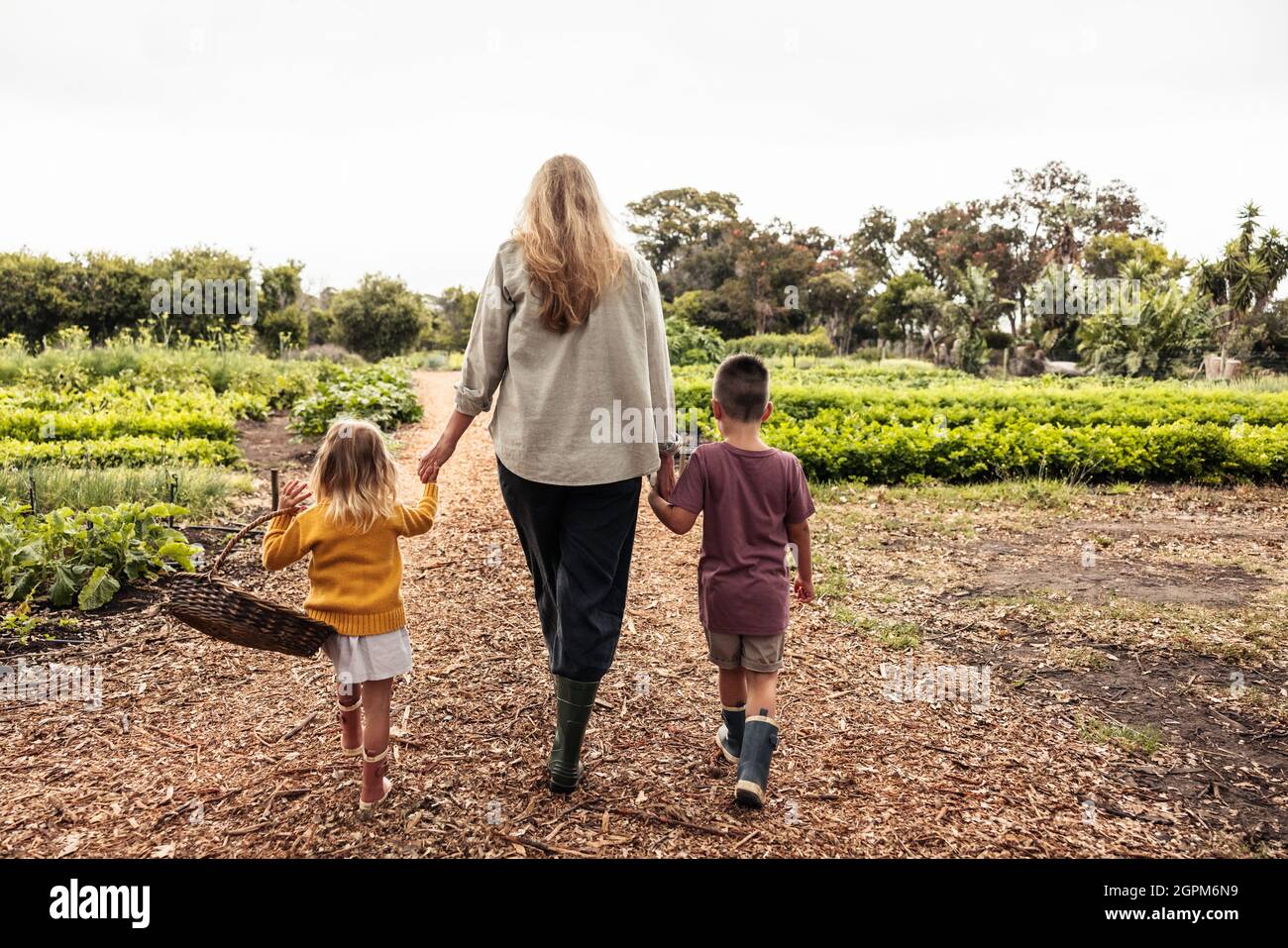 Single mother walking towards an agricultural field with her kids. Rearview of a mother going harvesting with her children on an organic farm. Self-su Stock Photo