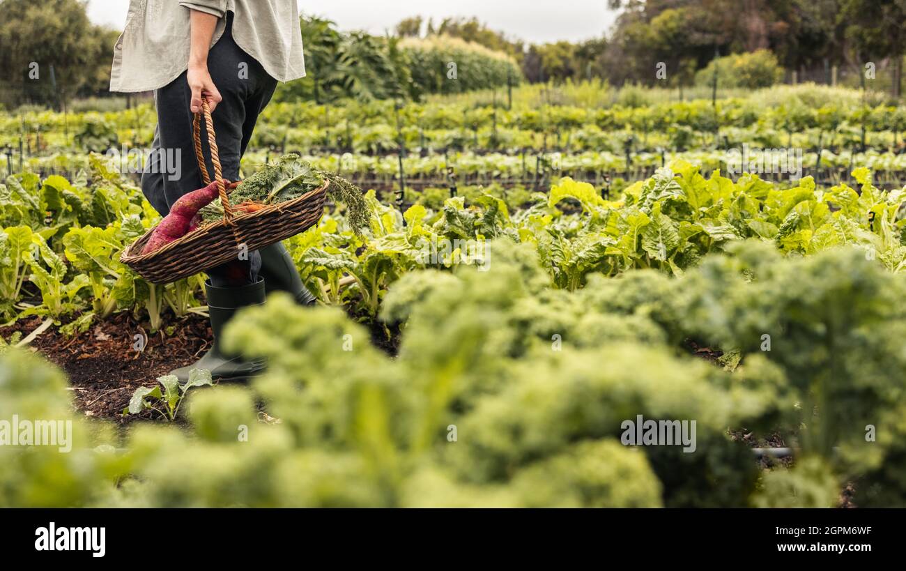 Unrecognizable young woman gathering fresh vegetables on an organic farm. Self-sustainable woman holding a basket with fresh produce while walking thr Stock Photo