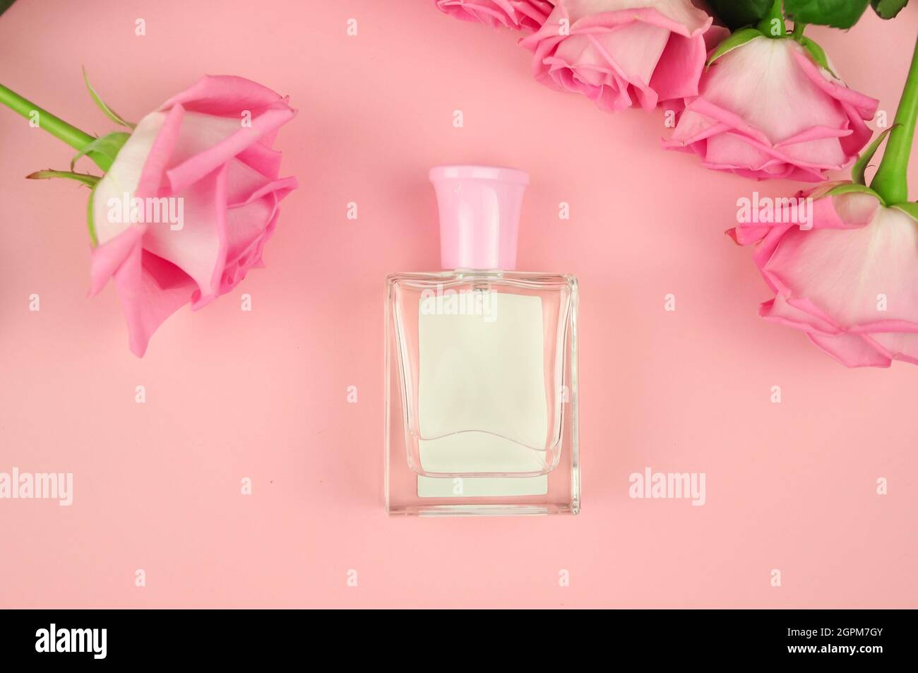 Rose perfume on pink background with fresh flowers for woman . High quality photo Stock Photo