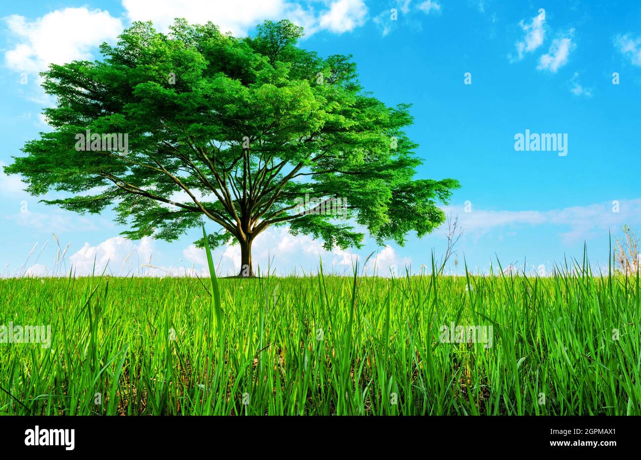 Big green tree with beautiful branches and grass field. Lawn in garden