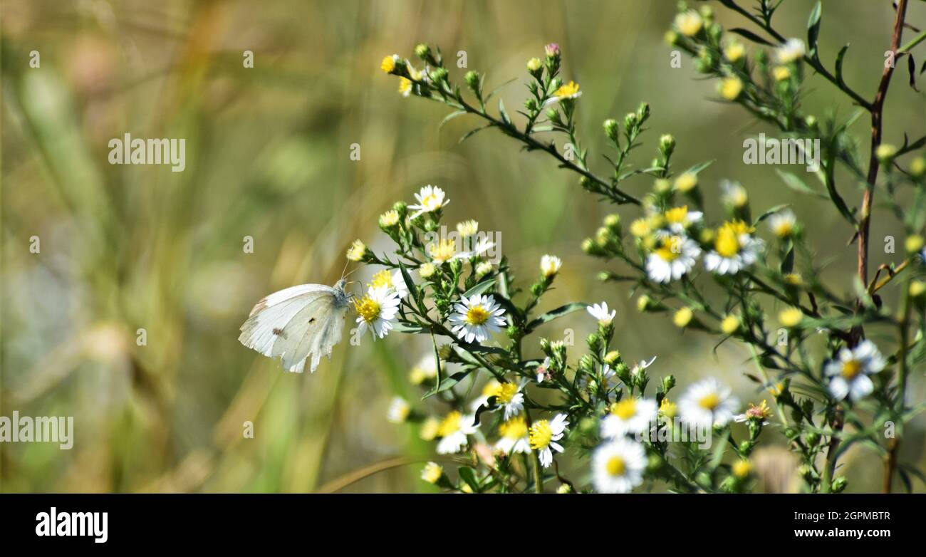 A cabbage white butterfly looking for nectar from frost aster wild flower blooms. Stock Photo