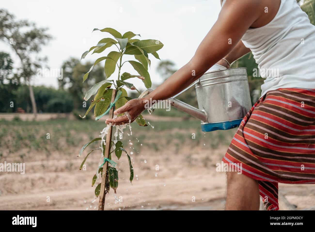 Hands use watering metal can pouring water mango plants. Farm and argiculture at countryside concept. Stock Photo