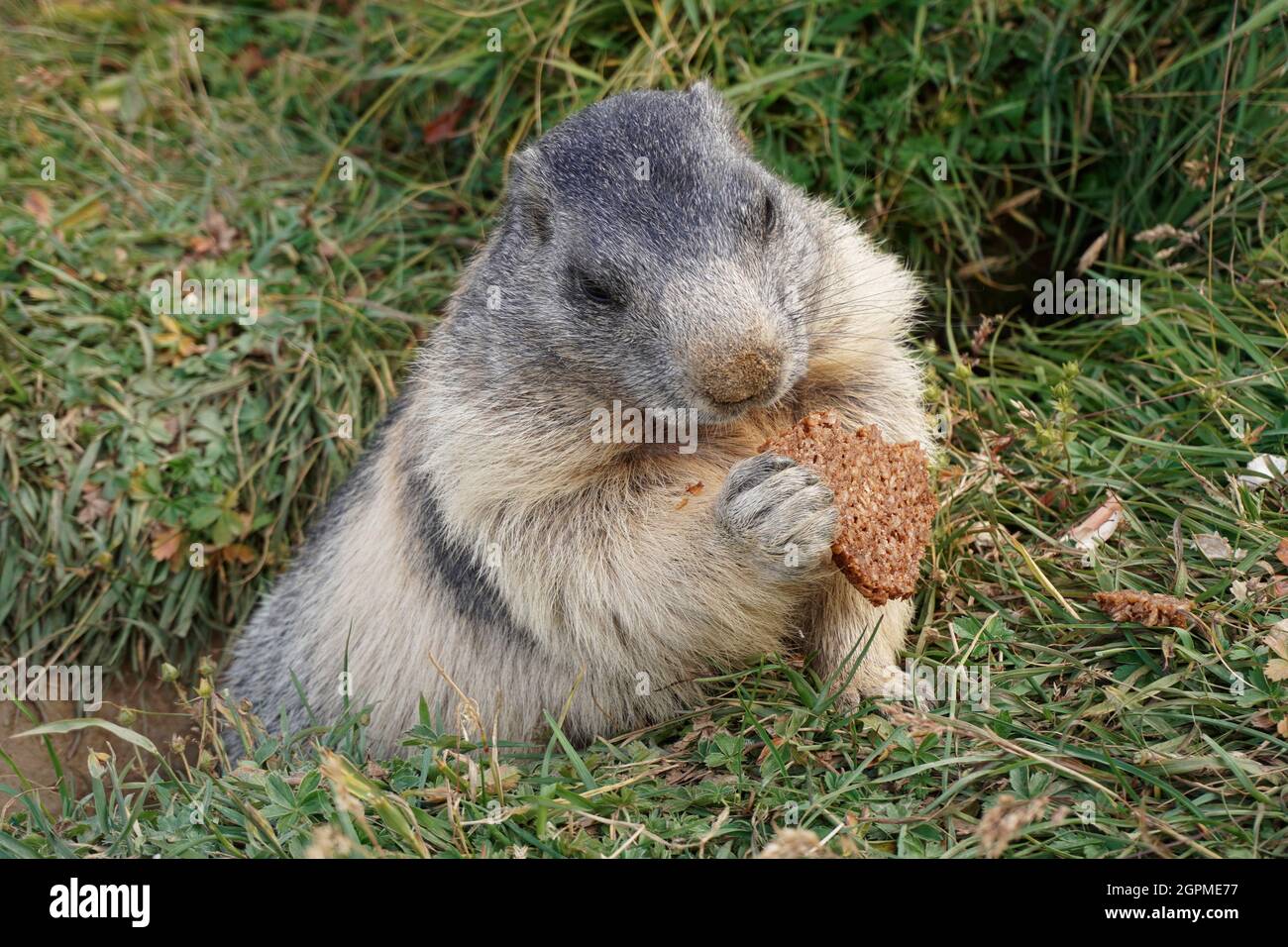 A trusting marmot eats bread, fed by tourists. Alpine marmot living in the wild. Stock Photo