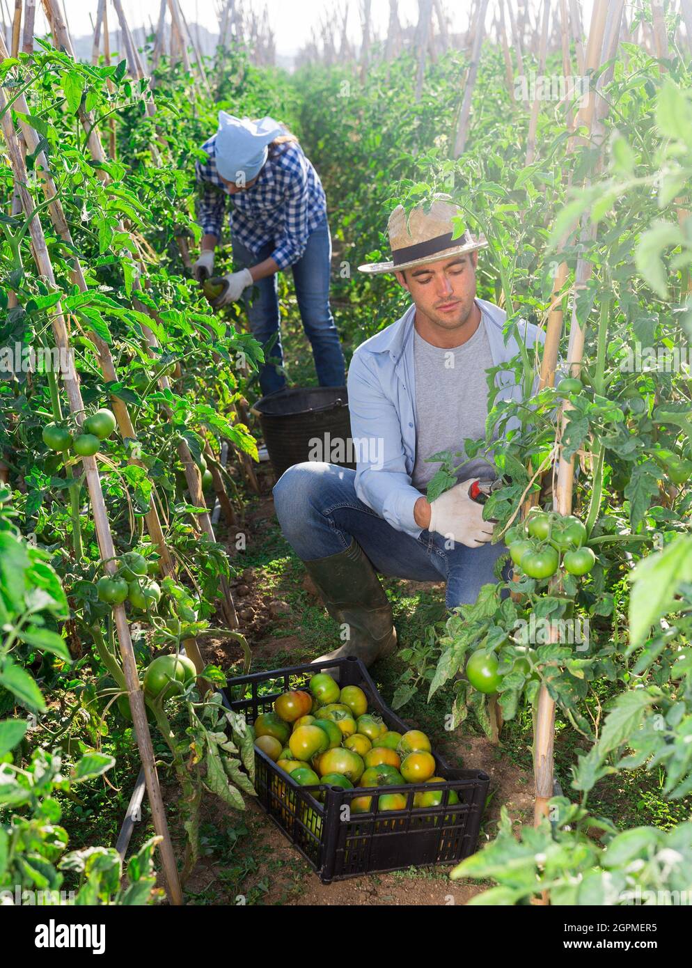 Underripe tomatoes hi-res stock photography and images - Alamy