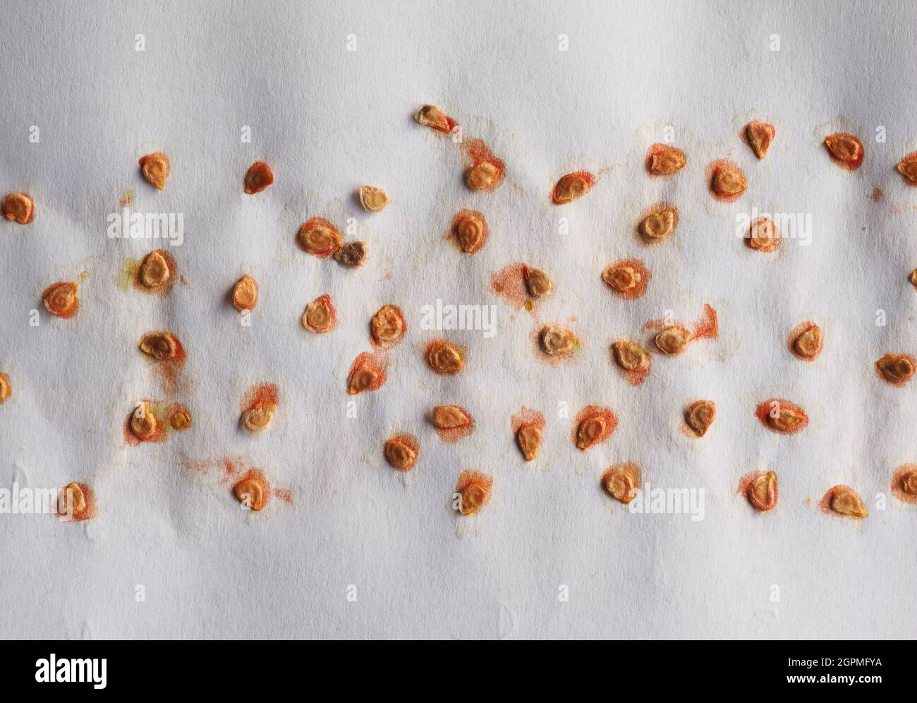 Saved seeds hi-res stock photography and images - Alamy