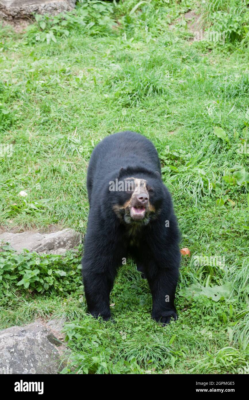 Andean Bear (Spectacled Bear) Stock Photo