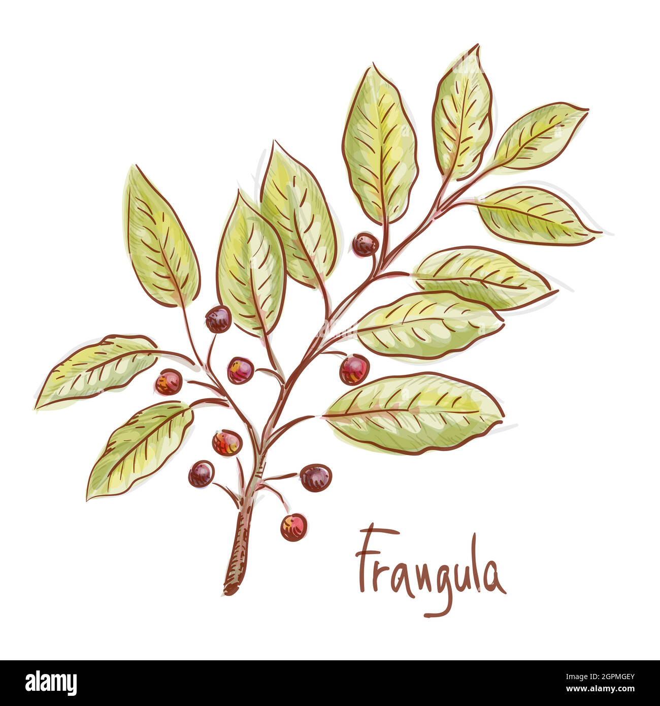 Frangula or buckthorns twig with berrys. Vector illustration Stock Vector