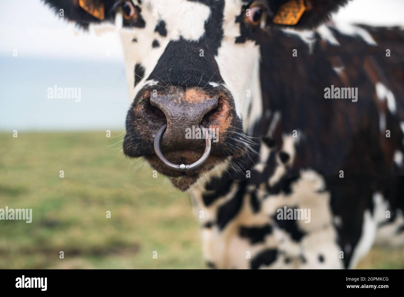 Spotted cow with a pierced nose in Normandy, France Stock Photo