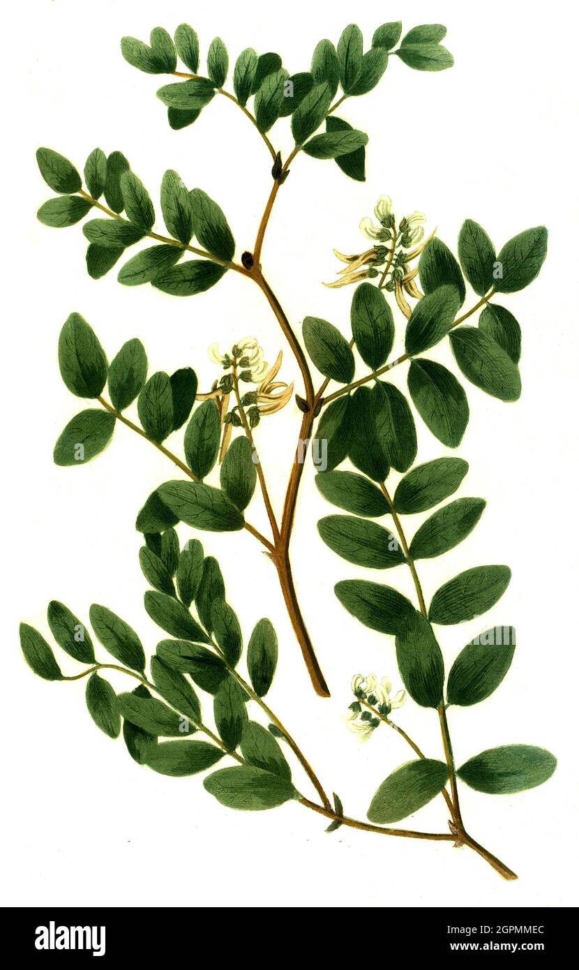 Astragalus glaux vulgaris, und Astragalus luteus perennis, Pflanzen der