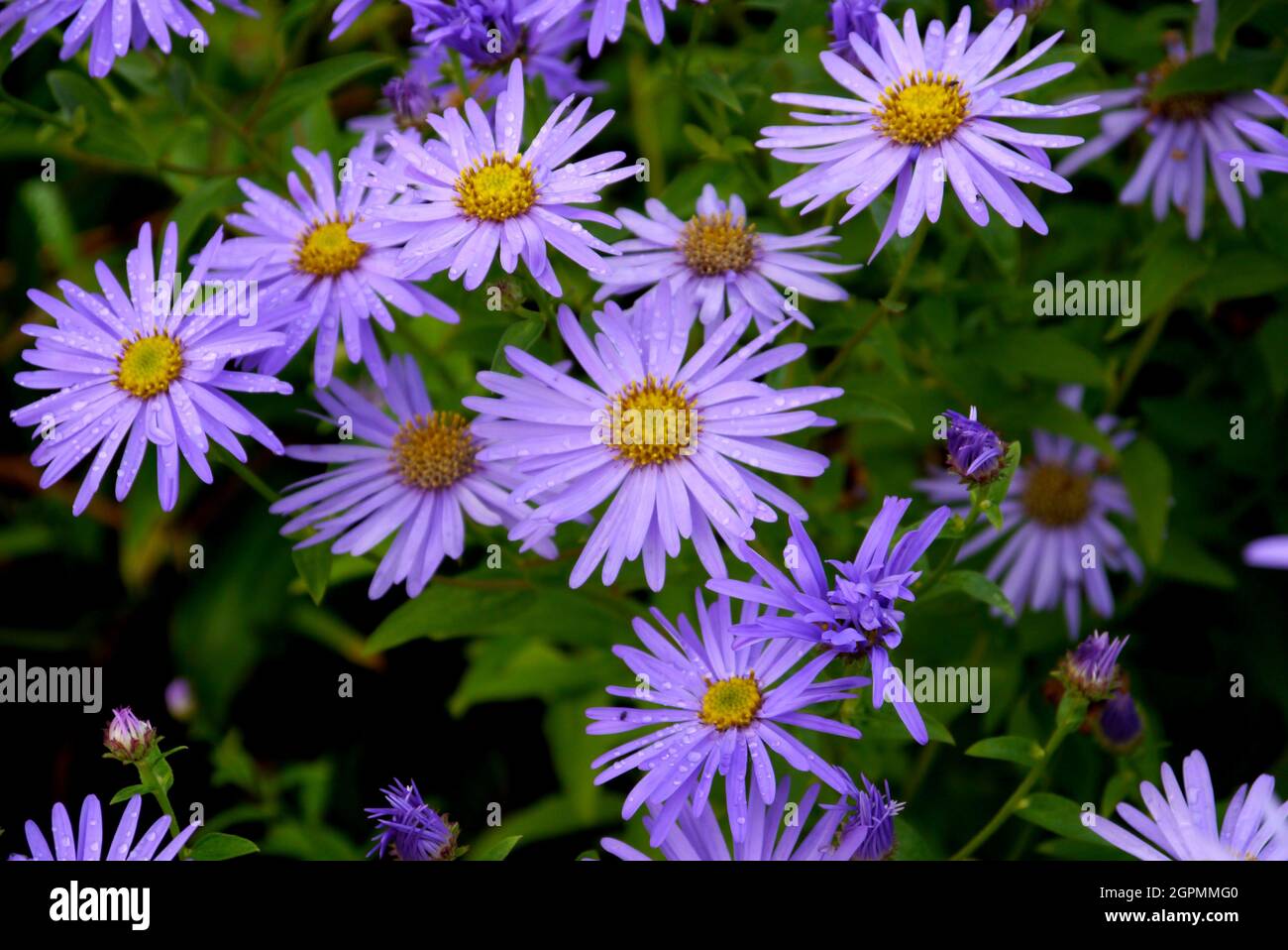 Purple/Lilac/Mauve Coloured Asters 'Michaelmas Daisies' Flowers grown in the Borders at  RHS Garden Bridgewater, Worsley, Greater Manchester, UK Stock Photo