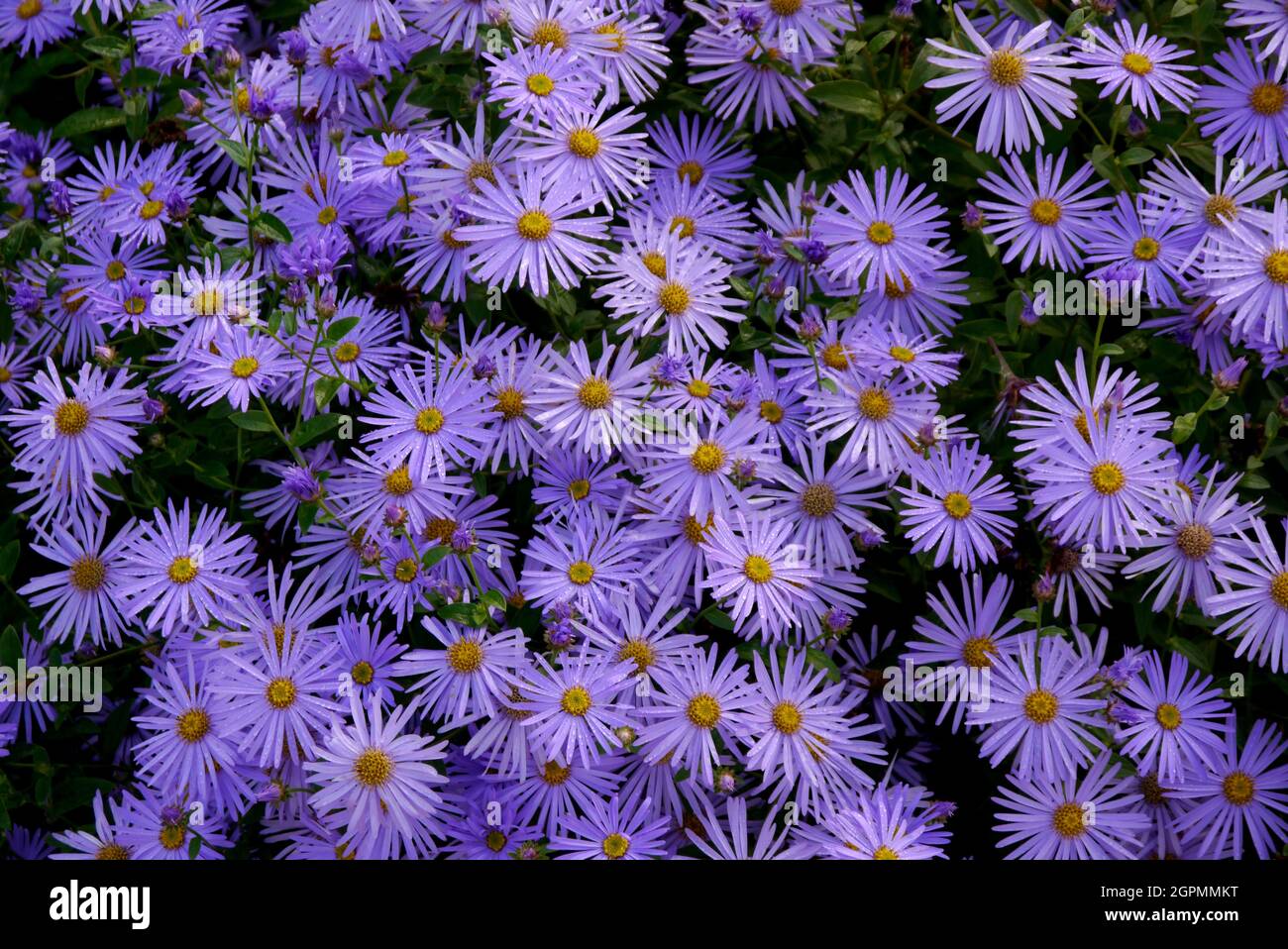 Purple/Lilac/Mauve Coloured Asters 'Michaelmas Daisies' Flowers grown in the Borders at  RHS Garden Bridgewater, Worsley, Greater Manchester, UK Stock Photo