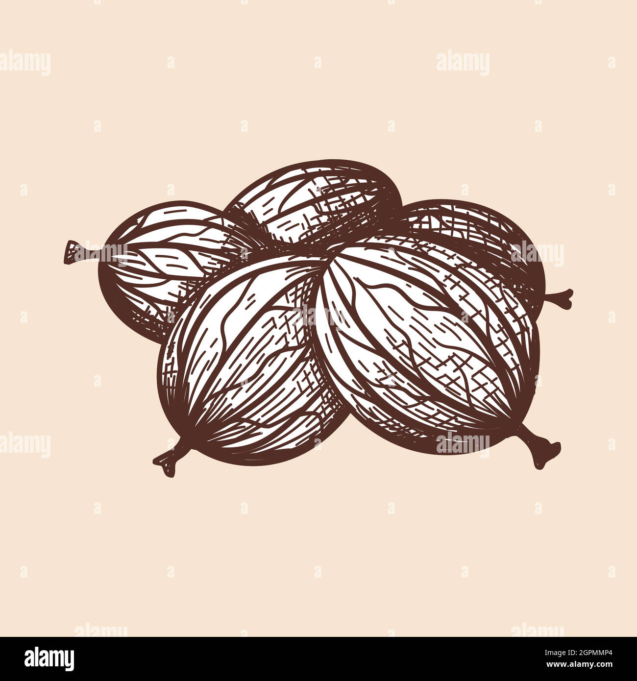 Icon Of Gooseberry Stock Vector