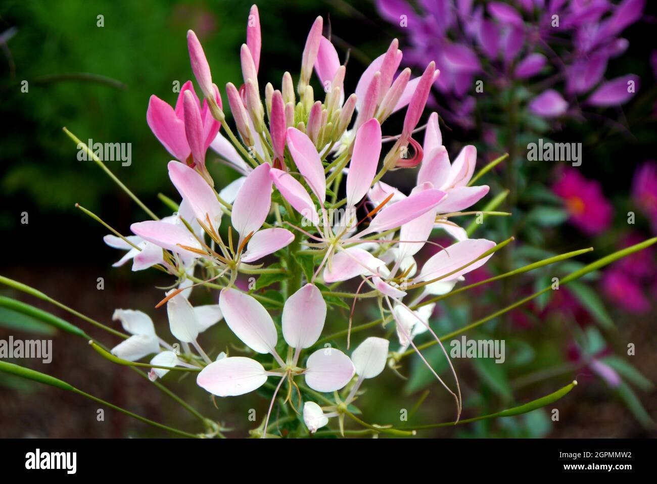 Pink & White Cleome hassleriana 'Rose Queen' (Spider Flower) grown in the Borders at  RHS Garden Bridgewater, Worsley, Greater Manchester, UK. Stock Photo