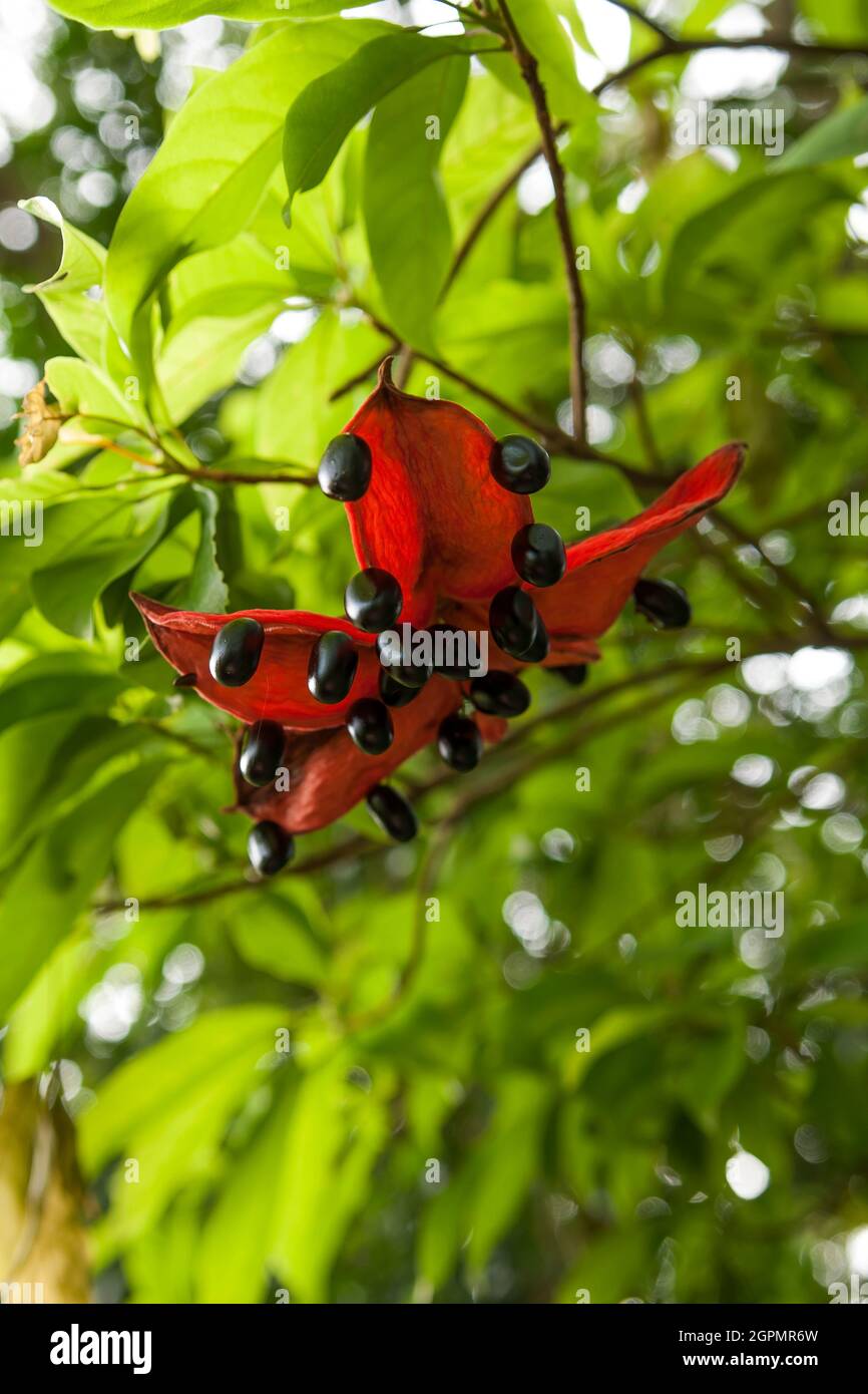 Fruit and seeds of a Lance-leaved Sterculia in Sai Kung West Country Park, New Territories, Hong Kong Stock Photo