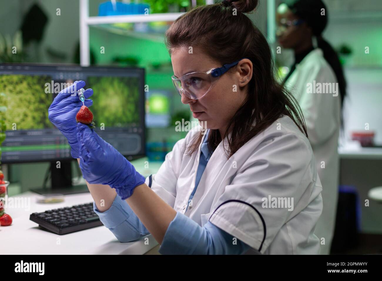 Biologist researcher specialist injecting strawberry with chemical pesticides liquid working at genetically modified fruits experiment. Chemist scientist doctor analyzing gmo fruit in laboratory Stock Photo