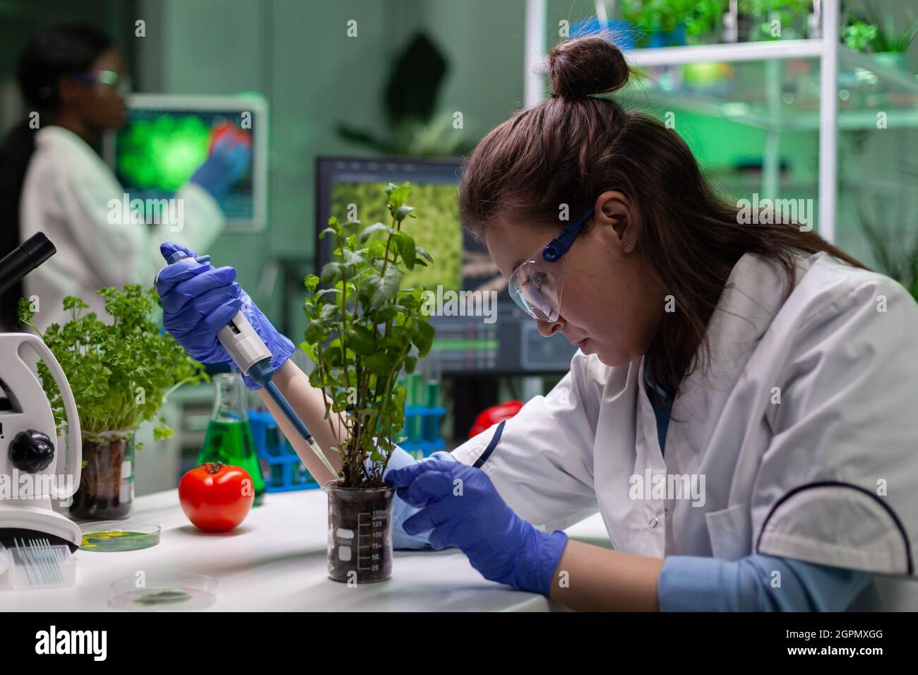 Sapling In Lab Biochemist researcher doctor dropping liquid in organic green sapling ...