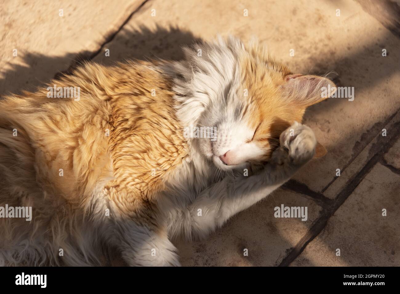 Norwegian forest cat grooming in the sun Stock Photo Alamy