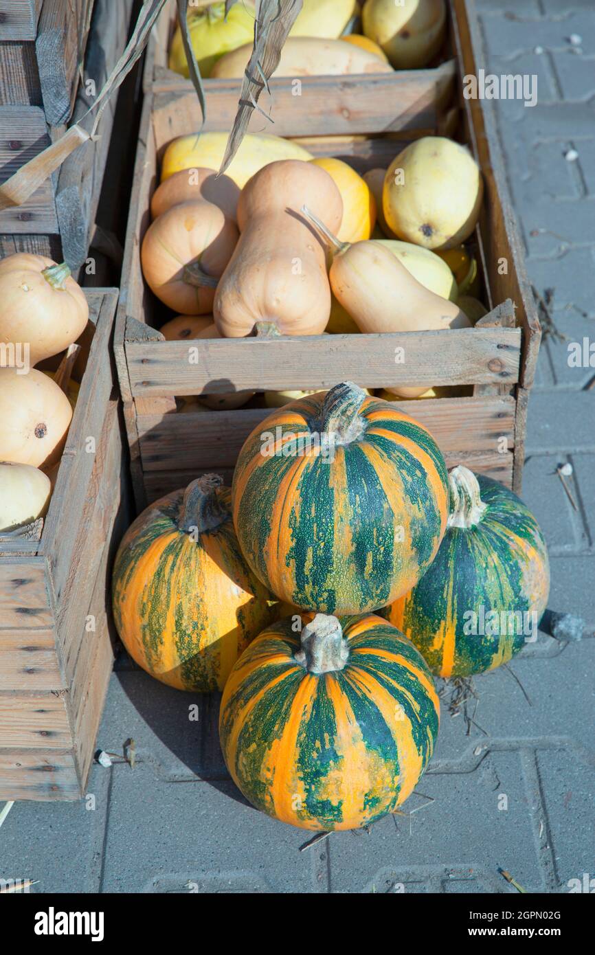 A pile of orange and green pumpkins. Autumn vertical photo background ...
