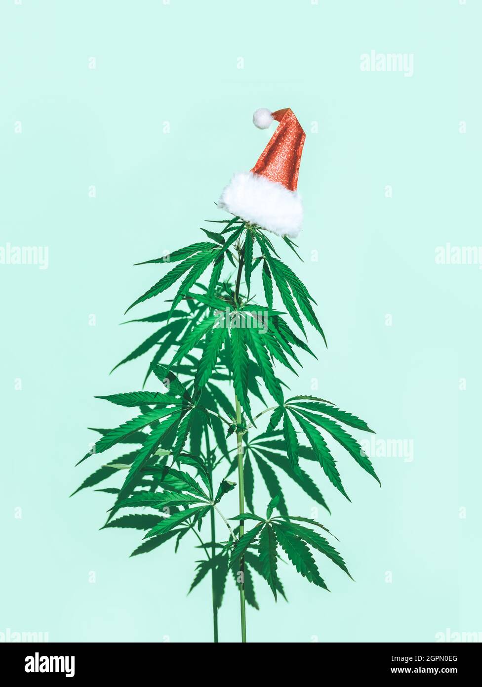 Christmas tree from a bush of marijuana, hemp in a Santa Claus hat. Merry christmas and new year concept Stock Photo