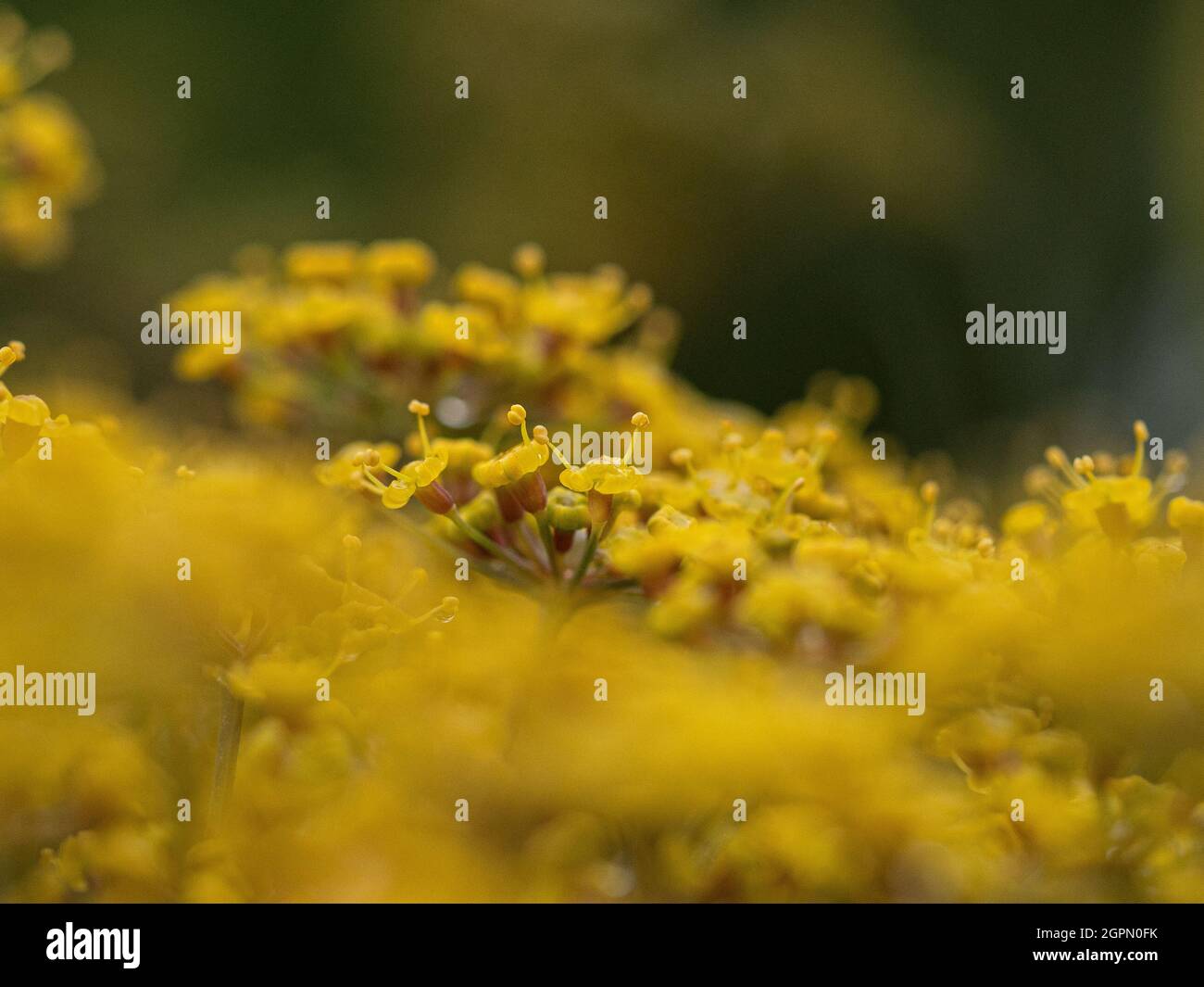 A close up of the mustard yellow florets of bronze fennel Stock Photo