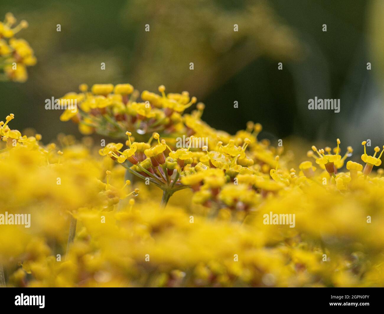 A close up of the mustard yellow florets of bronze fennel Stock Photo