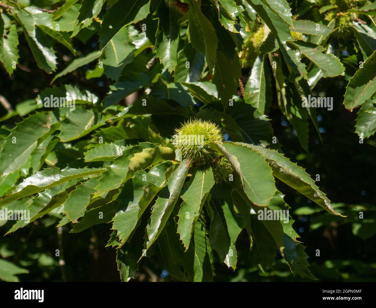 A close up of the spiky green fruit casing of the sweet chestnut (Castanea sativa) against a background of the shiny green leaves Stock Photo