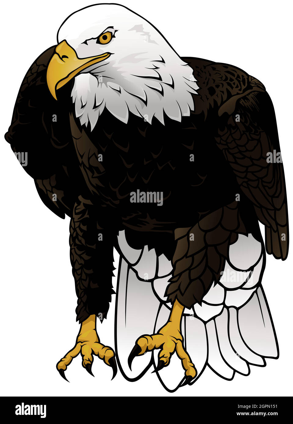 Bald Eagle Illustration Stock Vector