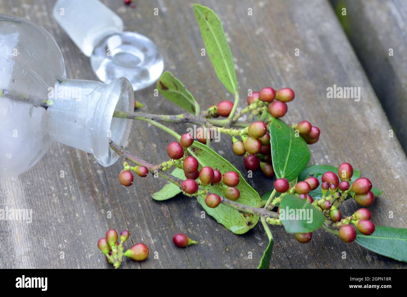 Medicinal plants. Branch of Rhamnus alaternus with fruits in a glass jar on a wooden table Stock Photo