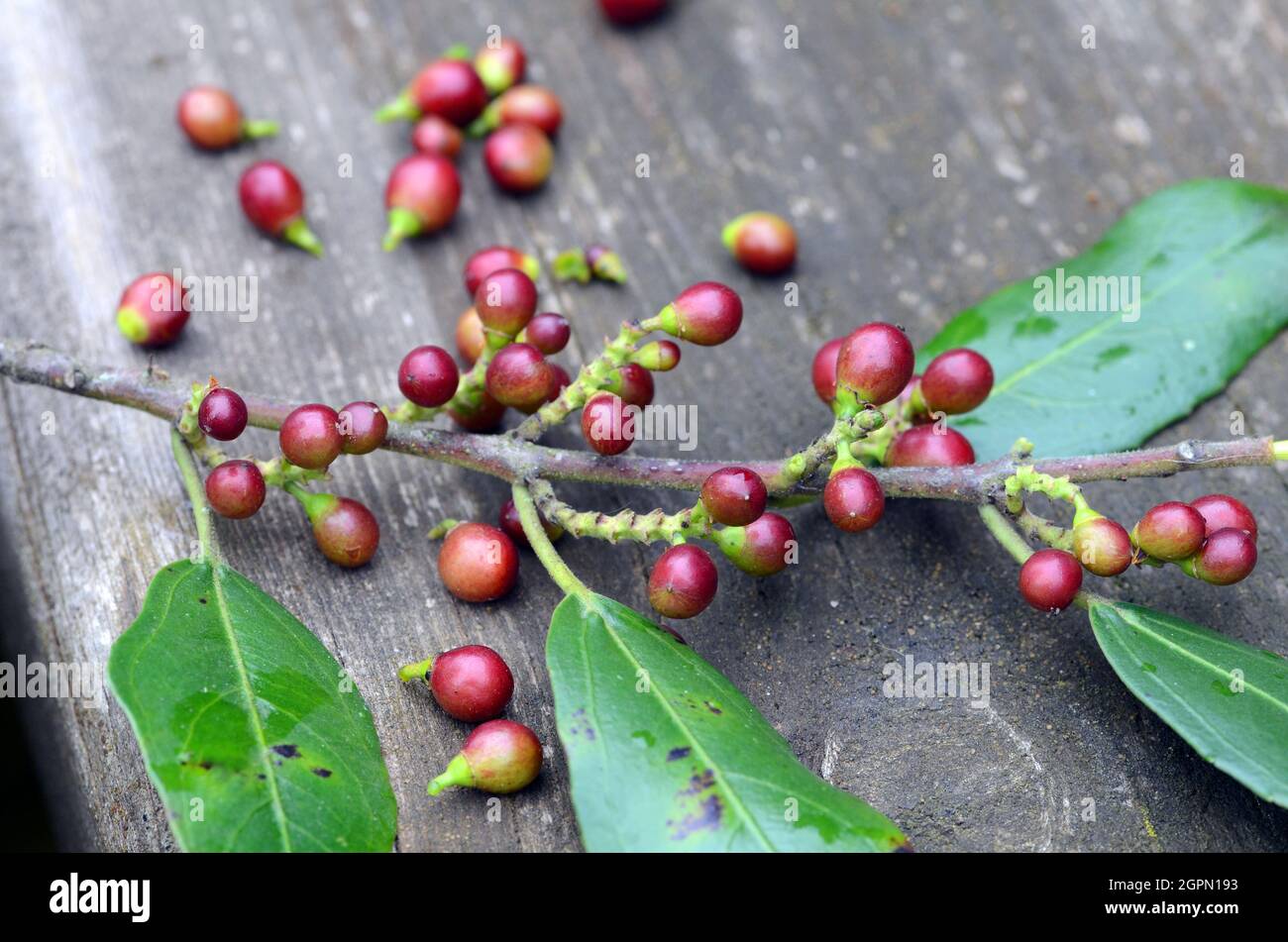 Medicinal plants. Branch of Rhamnus alaternus with fruits on a wooden board Stock Photo