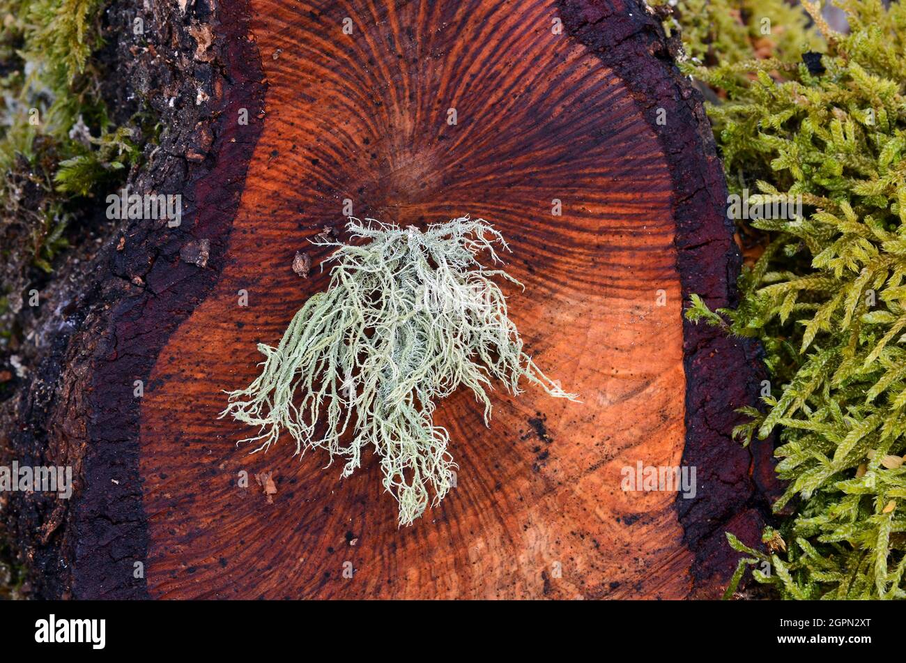A lichen (Usnea sp.) on a tree trunk surrounded by moss. This lichen indicates good air quality (little air pollution) Stock Photo