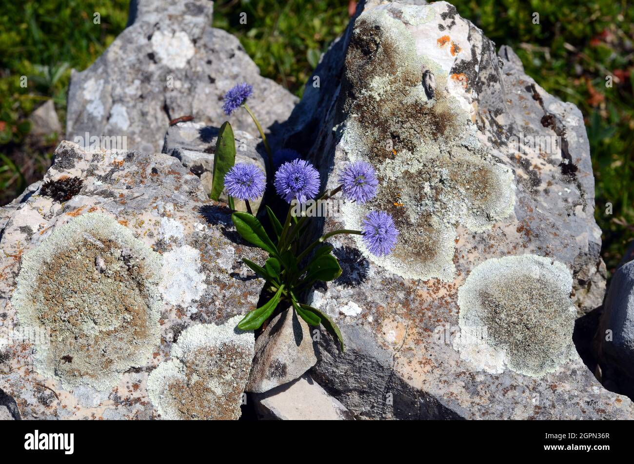 Globularia nudicaulis flowers growing on rocks Stock Photo